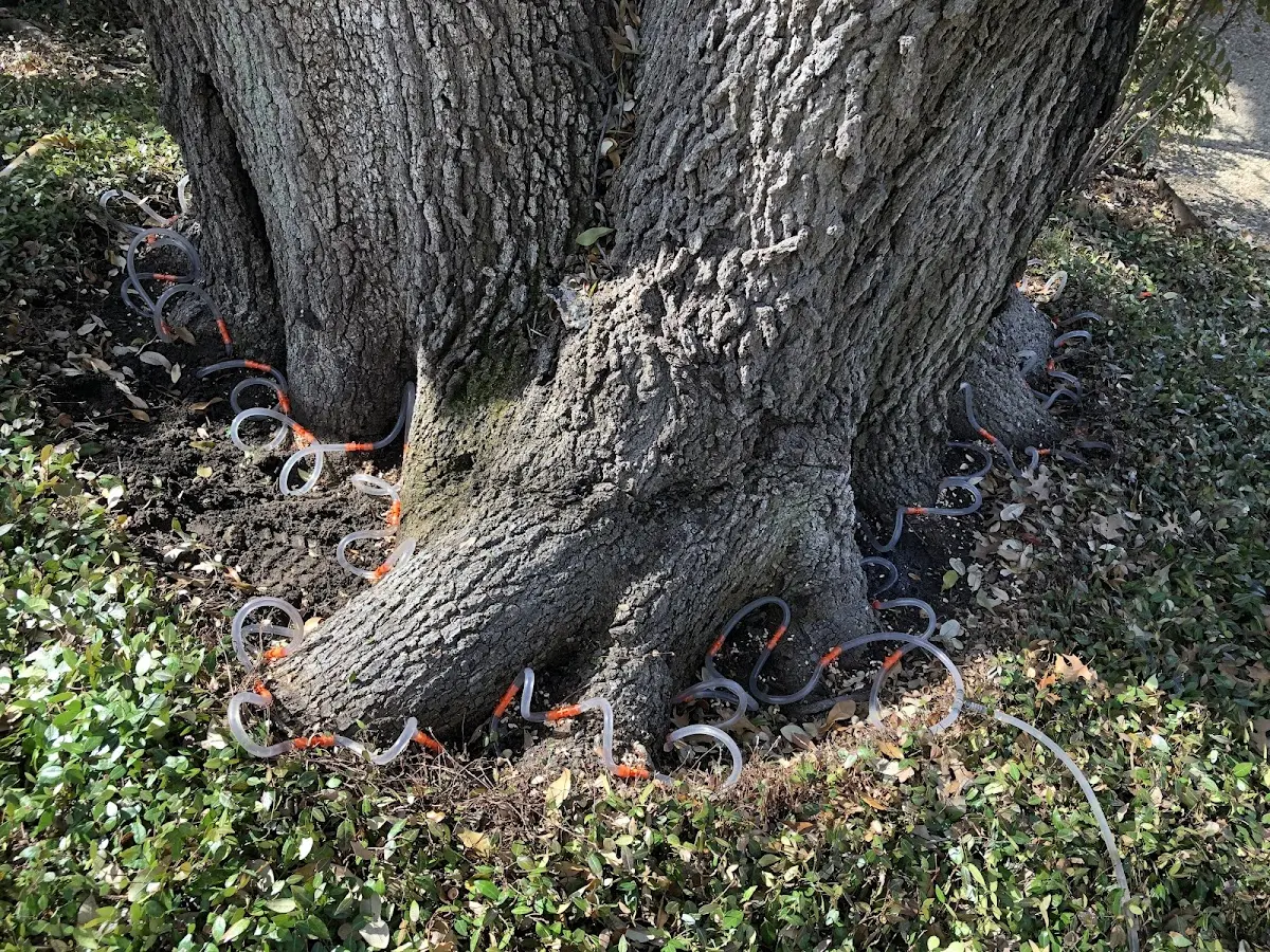 Detailed Tree Cabling and Bracing job site in Biwabik